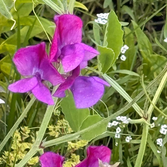 blueysrn